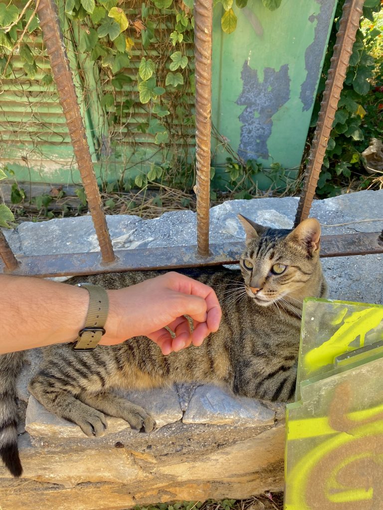 Très beau chat en Crète